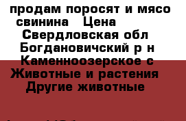 продам поросят и мясо свинина › Цена ­ 5 000 - Свердловская обл., Богдановичский р-н, Каменноозерское с. Животные и растения » Другие животные   